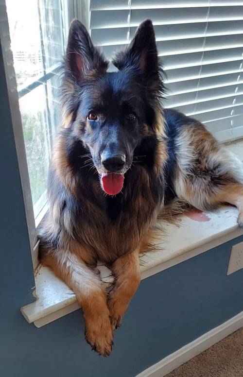 ATHENA - German Shepherd Dog available for adoption