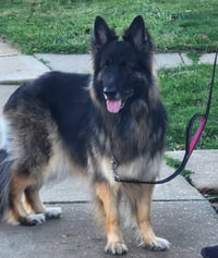 Athena - Photo 2