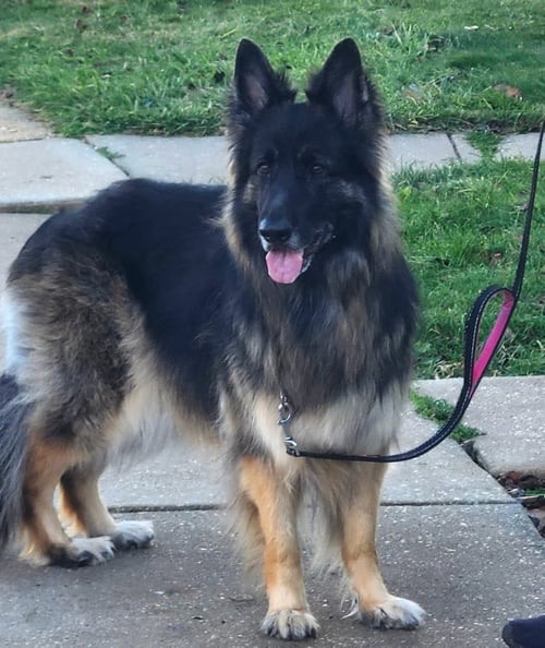 ATHENA - German Shepherd Dog available for adoption