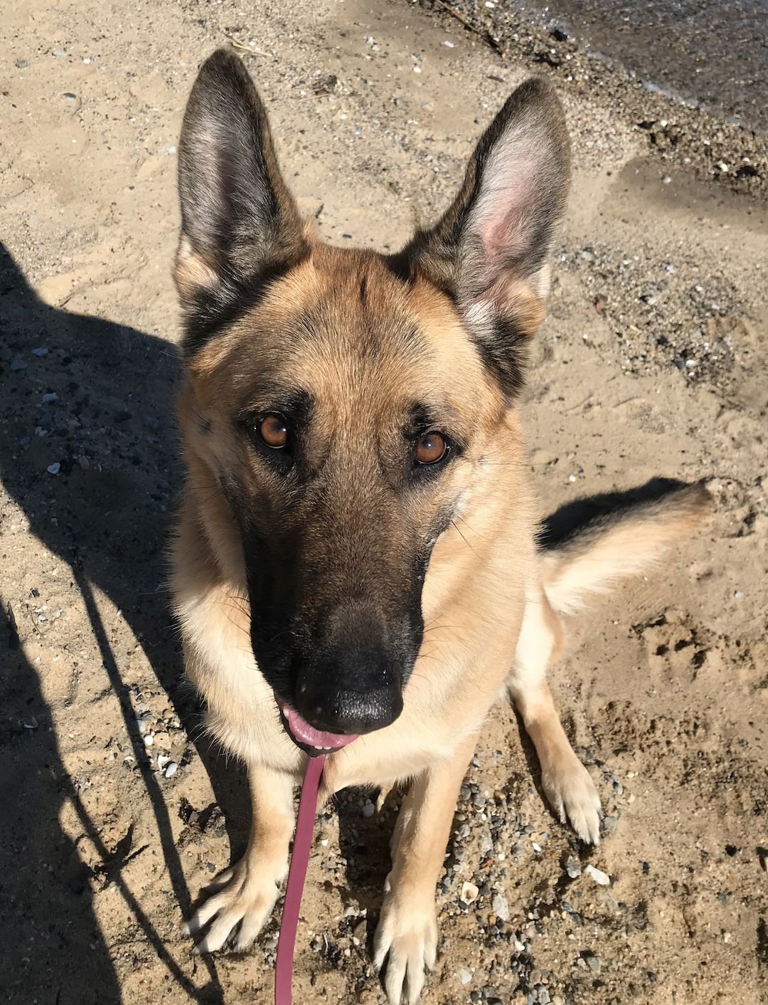 SARGIE - German Shepherd Dog available for adoption