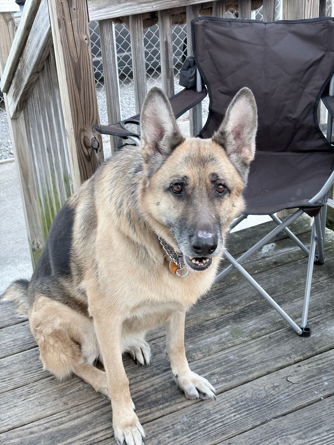 SARGIE - German Shepherd Dog available for adoption