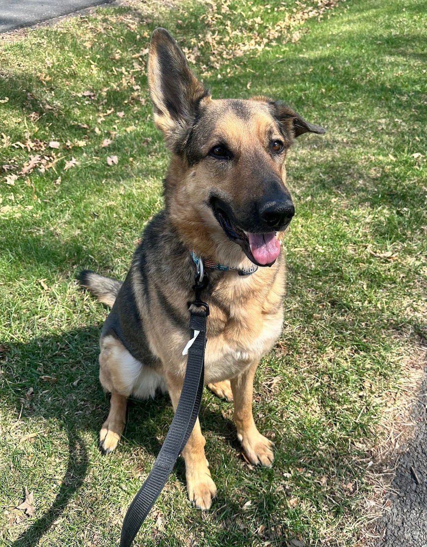 NEMO - German Shepherd Dog for adoption in Baltimore