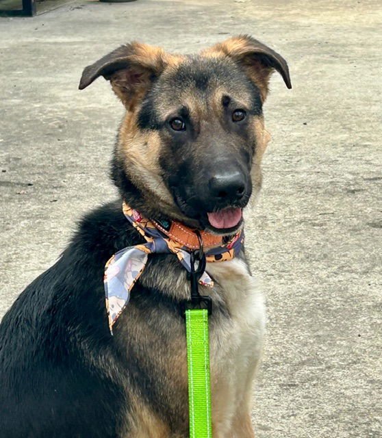 BOOTS - German Shepherd Dog for adoption in Baltimore