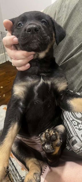 LOLA - German Shepherd Dog / Belgian Shepherd Malinois for adoption in Baltimore
