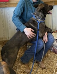 Olive - Photo 5