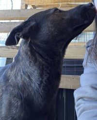 Olive - Photo 7