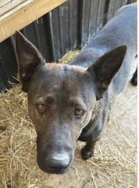 Olive - Photo 8