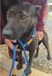 Olive - Photo 9