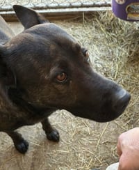 Olive - Photo 10