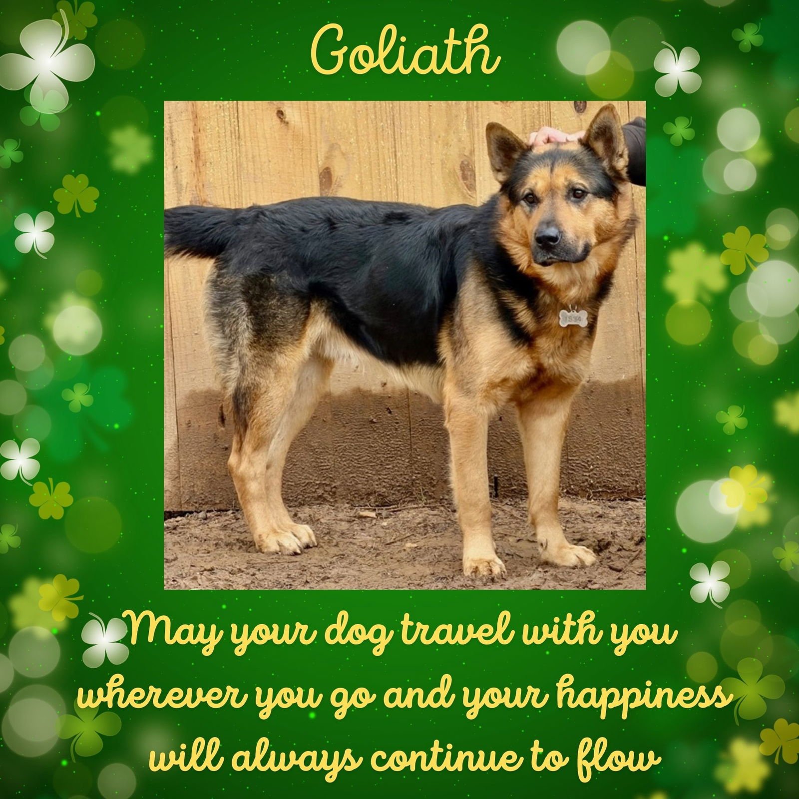 GOLIATH - German Shepherd Dog for adoption in Baltimore
