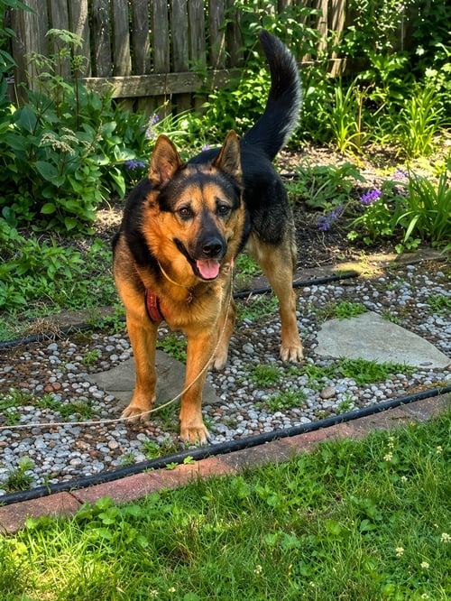 GOLIATH - German Shepherd Dog available for adoption
