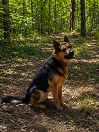 Goliath - Photo 3