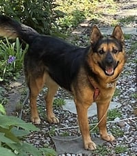 Goliath - Photo 2