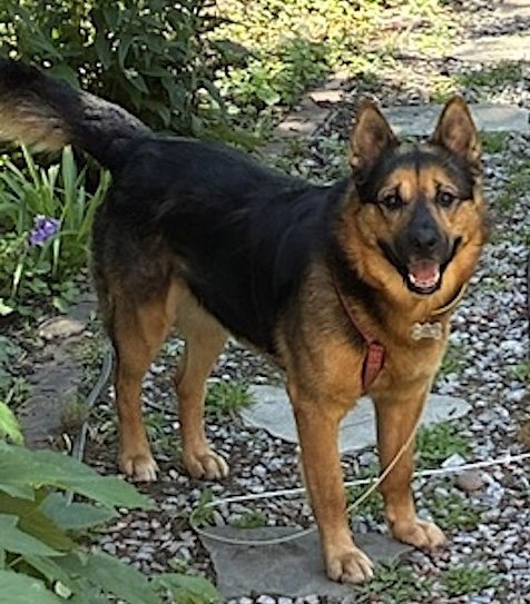GOLIATH - German Shepherd Dog available for adoption