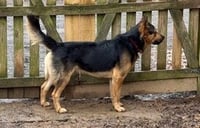Goliath - Photo 16