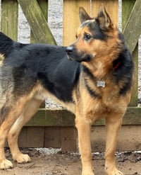 Goliath - Photo 15