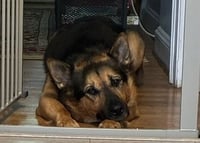 Goliath - Photo 5
