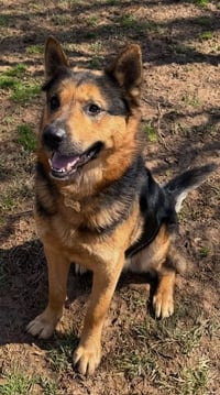 Goliath - Photo 12
