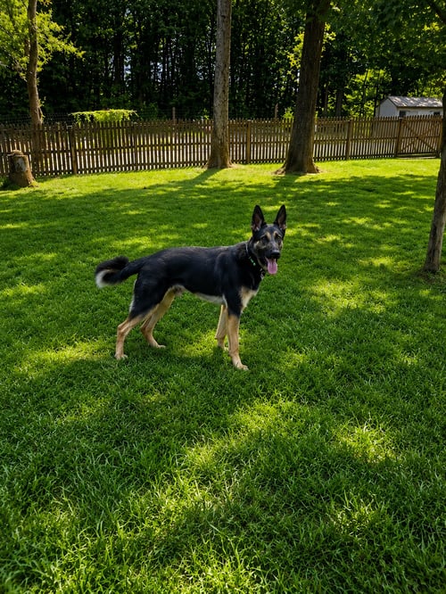 ACE23 - German Shepherd Dog available for adoption
