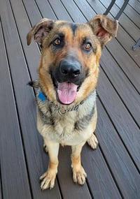 Luna - Photo 2