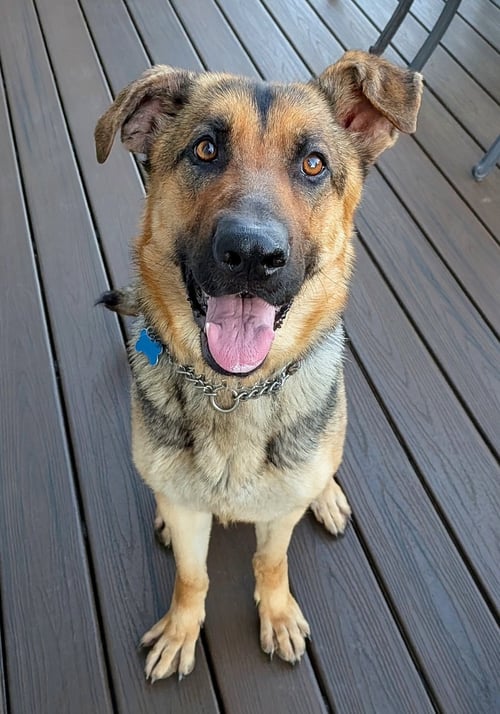 LUNA - German Shepherd Dog available for adoption