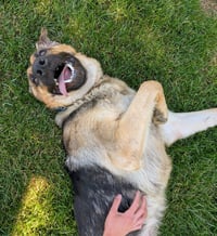 Luna - Photo 3