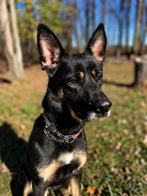 HARLEY G - German Shepherd Dog available for adoption