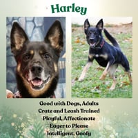 Harley G - Photo 7