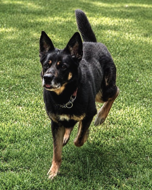 HARLEY G - German Shepherd Dog available for adoption