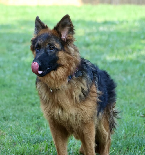 TOMMY - German Shepherd Dog available for adoption
