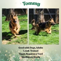 Tommy - Photo 2