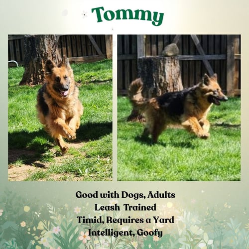 TOMMY - German Shepherd Dog available for adoption