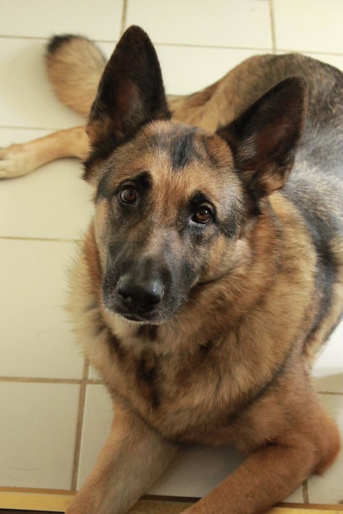 SAMMY