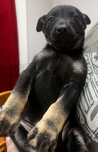 GRACIE - German Shepherd Dog / Belgian Shepherd Malinois for adoption in Baltimore