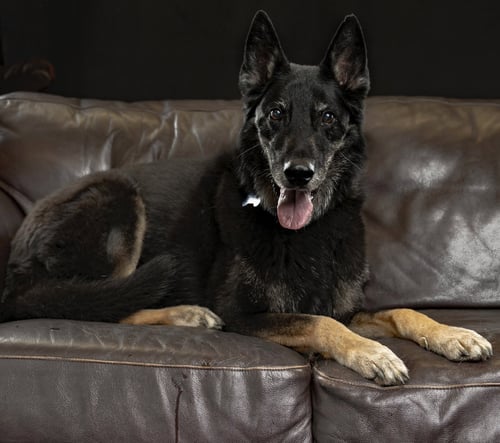 ROCCO - German Shepherd Dog available for adoption