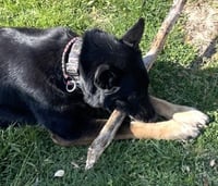 Rocco - Photo 10