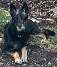 Rocco - Photo 7