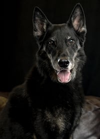 Rocco - Photo 4