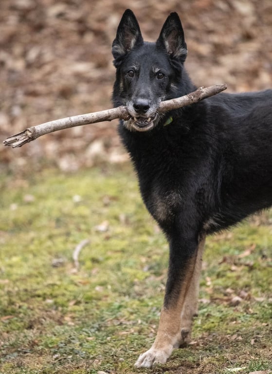 Rocco Image