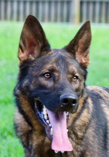 CHASE - German Shepherd Dog available for adoption
