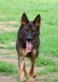 Chase - Photo 3
