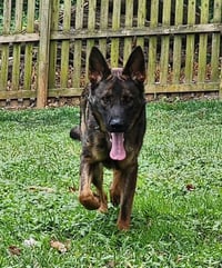 Chase - Photo 6