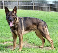 Chase - Photo 2