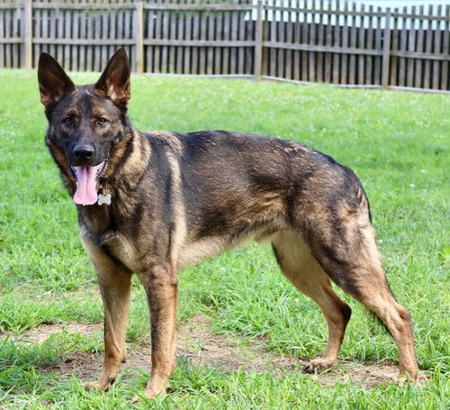 CHASE - German Shepherd Dog available for adoption