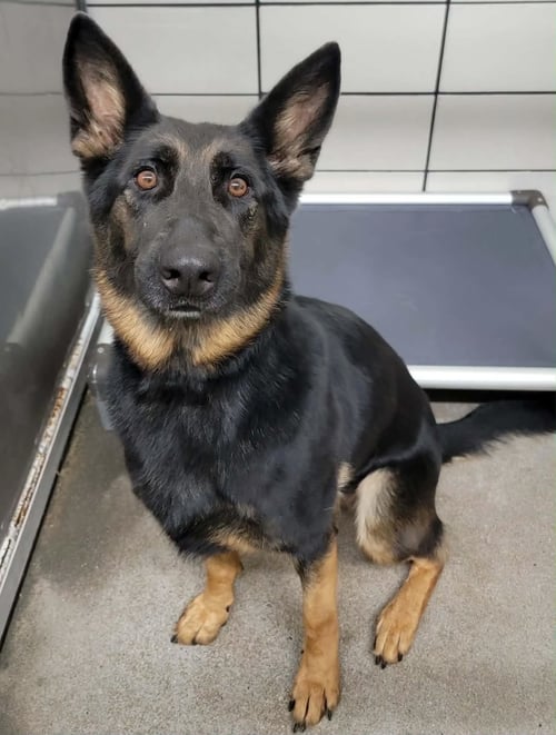 RIVER 1 - German Shepherd Dog available for adoption