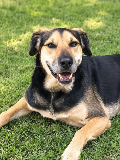 FITZ - German Shepherd Dog / Hound available for adoption