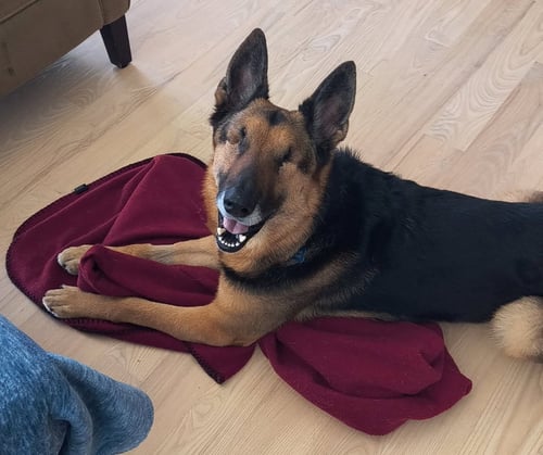 GHOST - German Shepherd Dog available for adoption