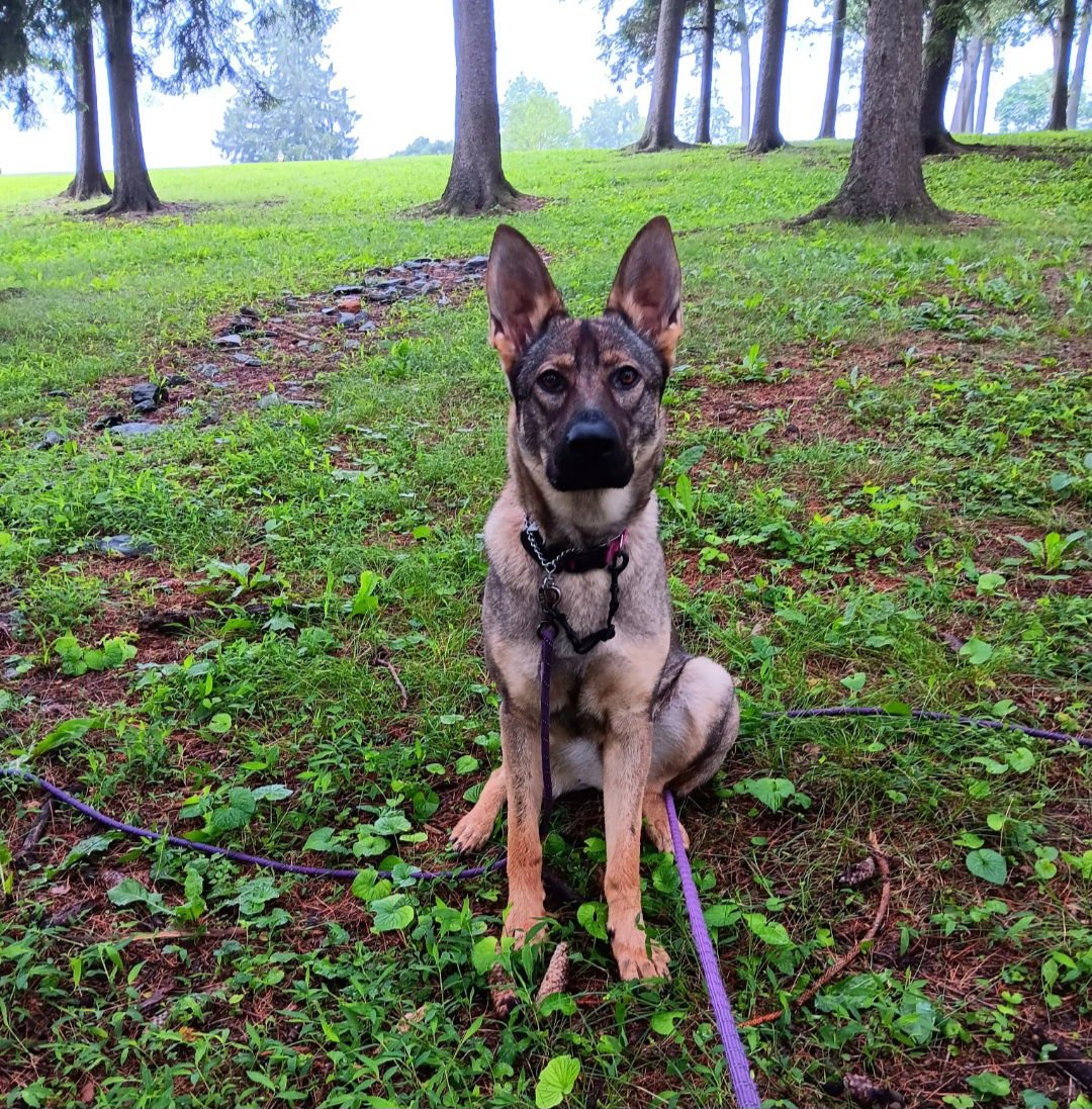 KYA - German Shepherd Dog available for adoption