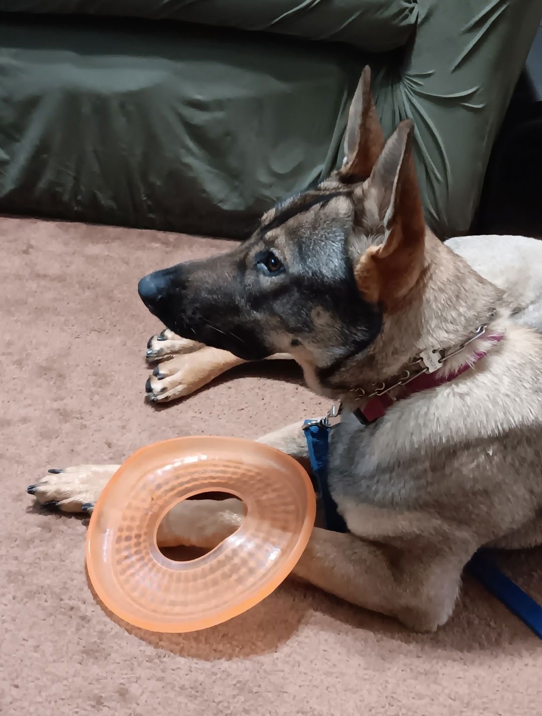 KYA - German Shepherd Dog available for adoption