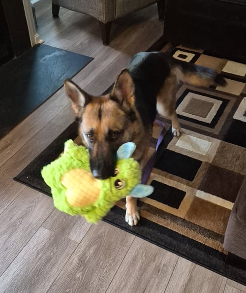 GIA - German Shepherd Dog available for adoption